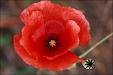 picture of papaver